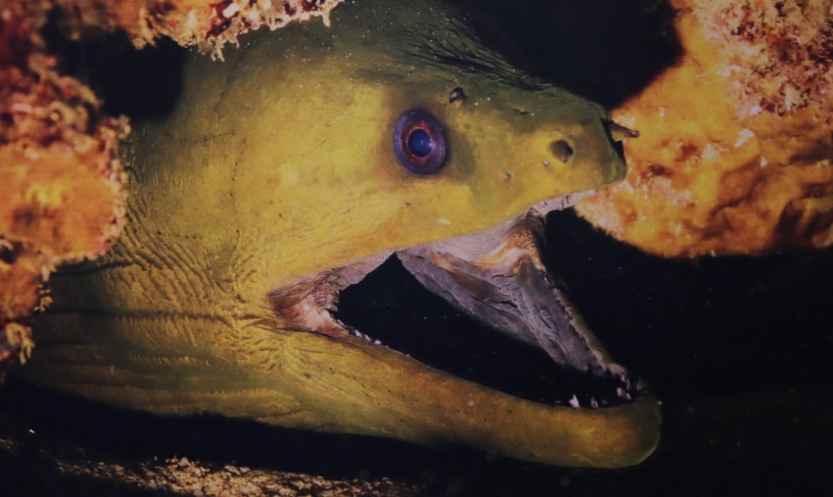 Bringing the deep to the surface: new exhibition invites you to reflect on marine conservation