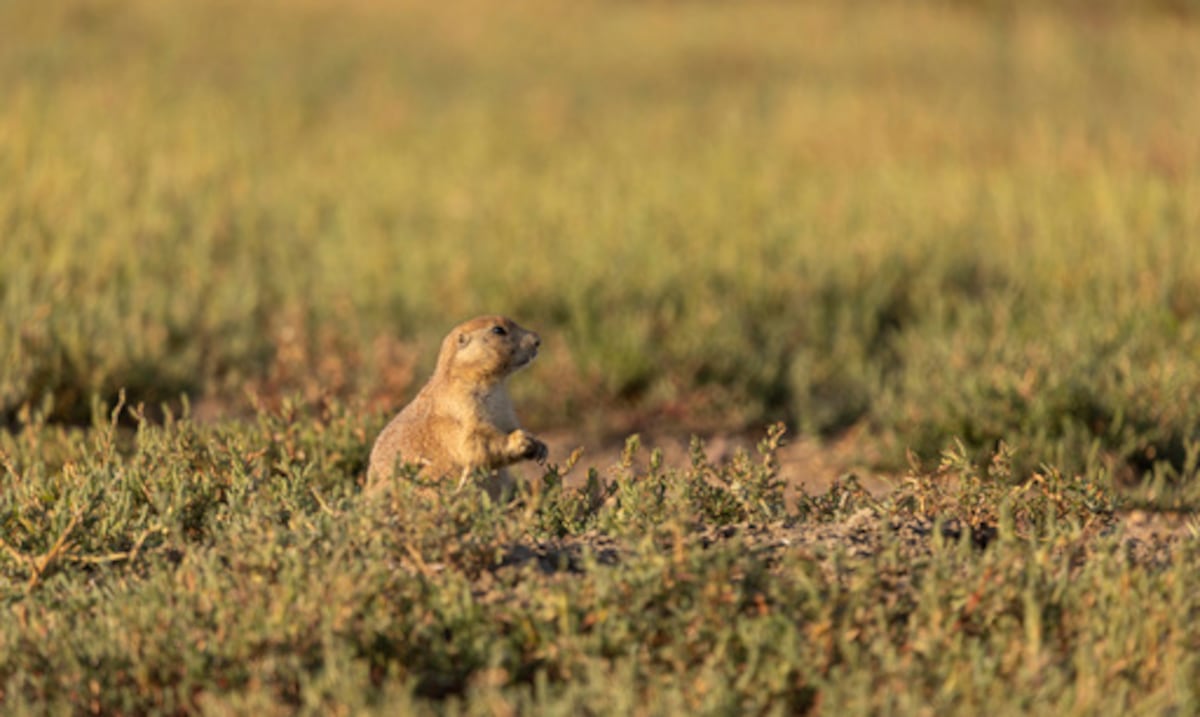 An unusual alliance: a bird is protected from predators thanks to the dogs of the meadow