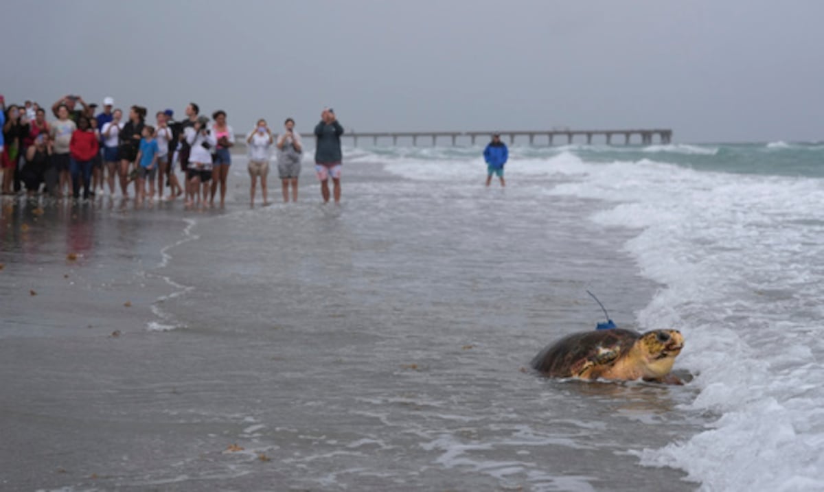 Marina Dilly Dally turtle returns to the ocean after the amputation of a fin