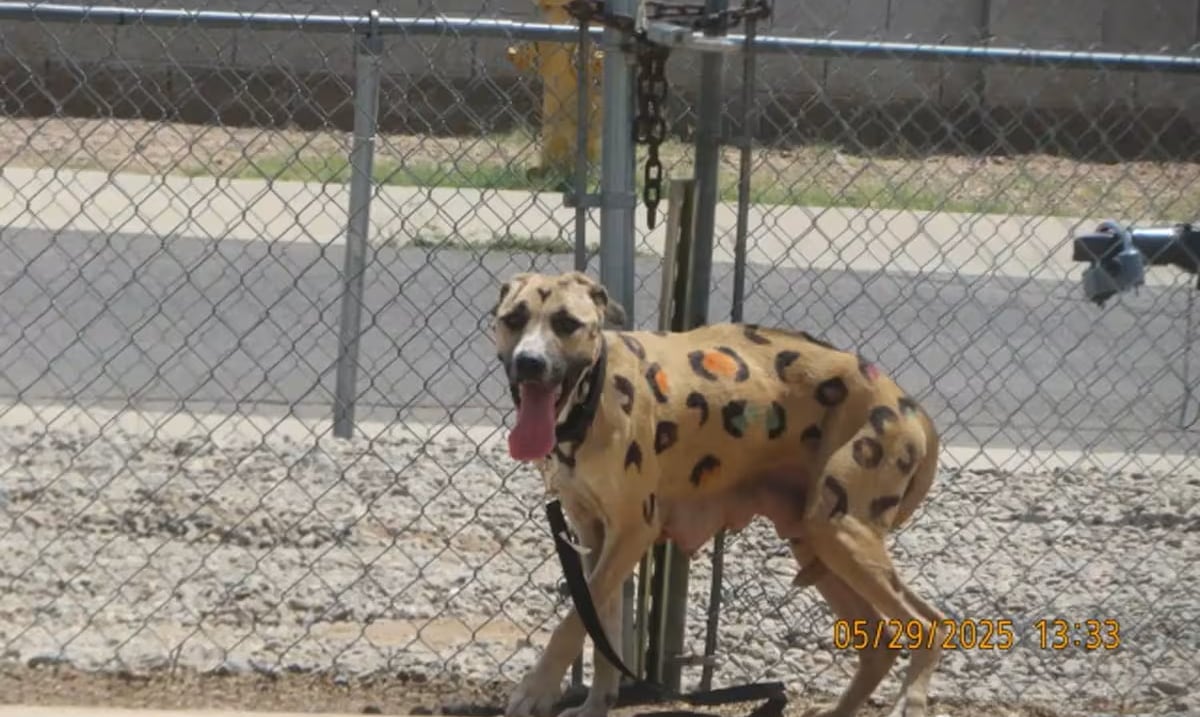 They rescue from burning concrete to a bitch that was tied to a metal fence in Arizona