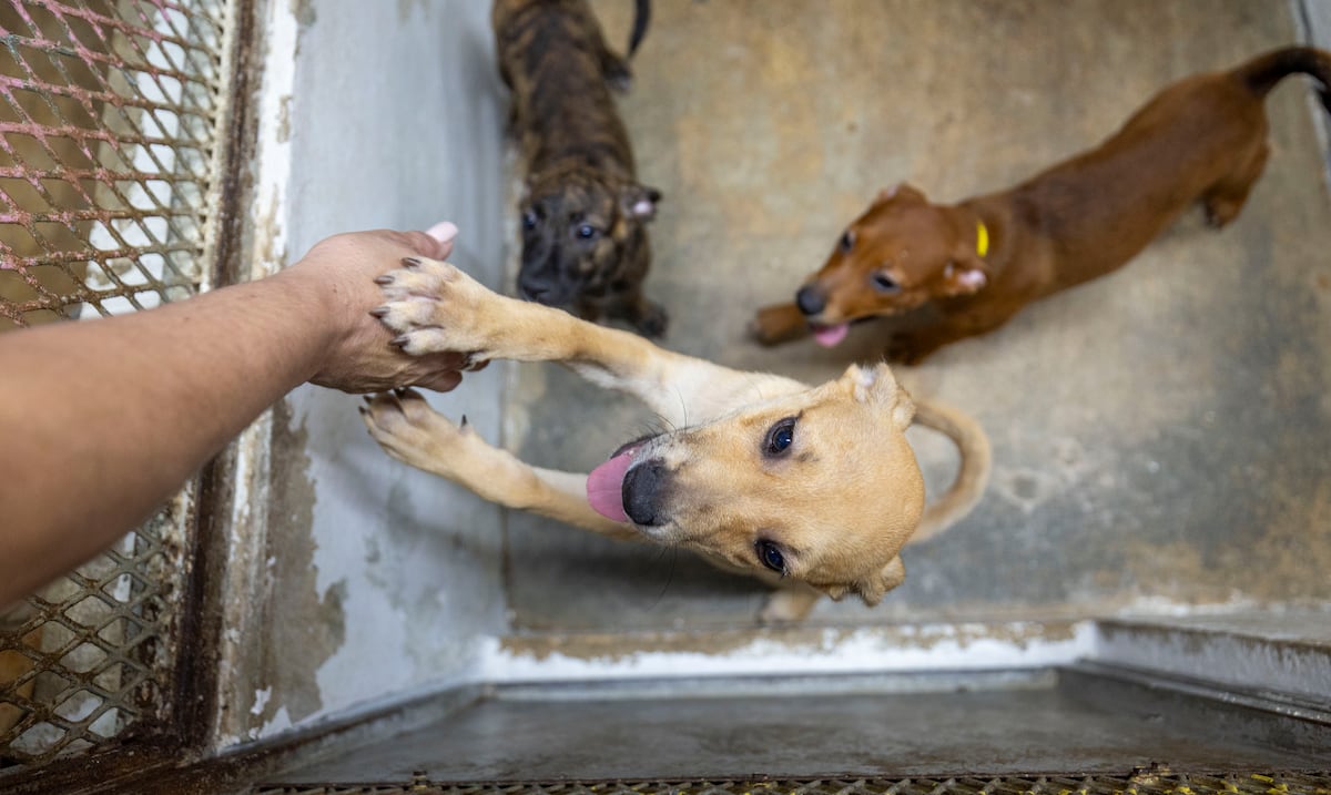 What does it mean that a person always caresses dogs, according to psychology?