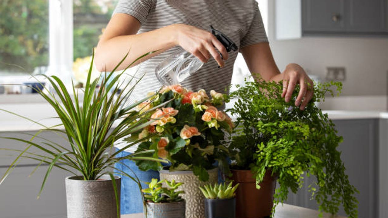 will make them flourish faster and stay green