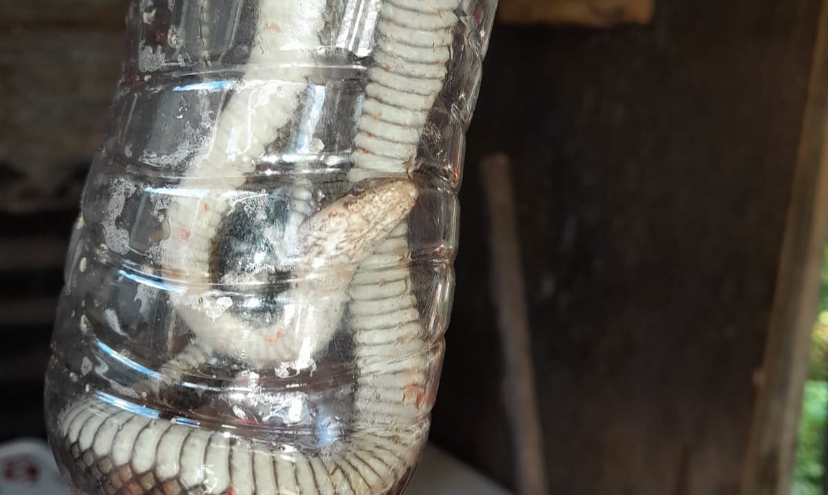 Little snake bites seven -year -old girl in San Lorenzo