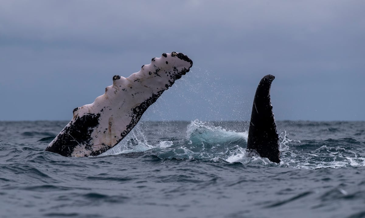 A second whale is found dead on the coast of Buenos Aires in the span of a week