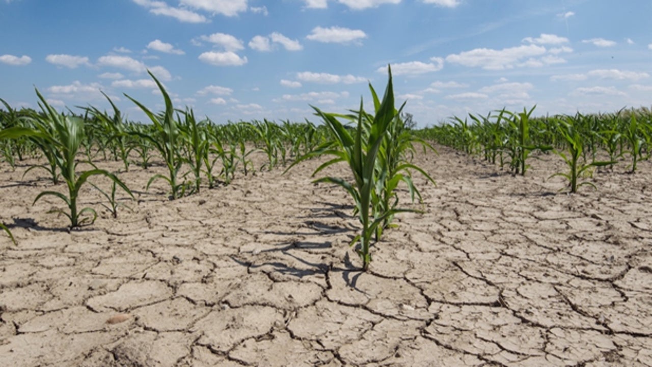 Alarm in Europe for the state of the soil