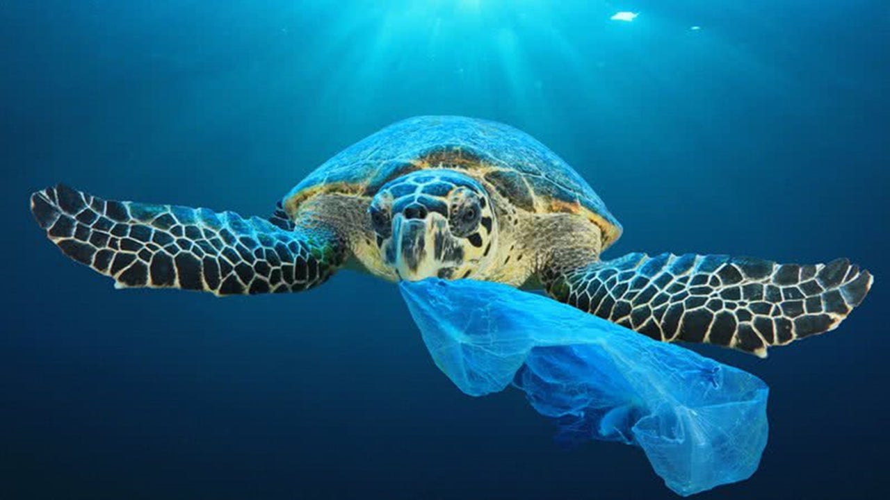 Brake on the use of plastic bags