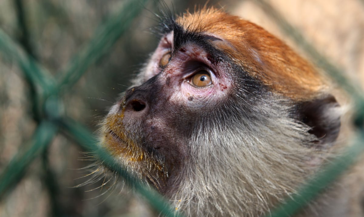 The alpha male does not always send, at least among the primates