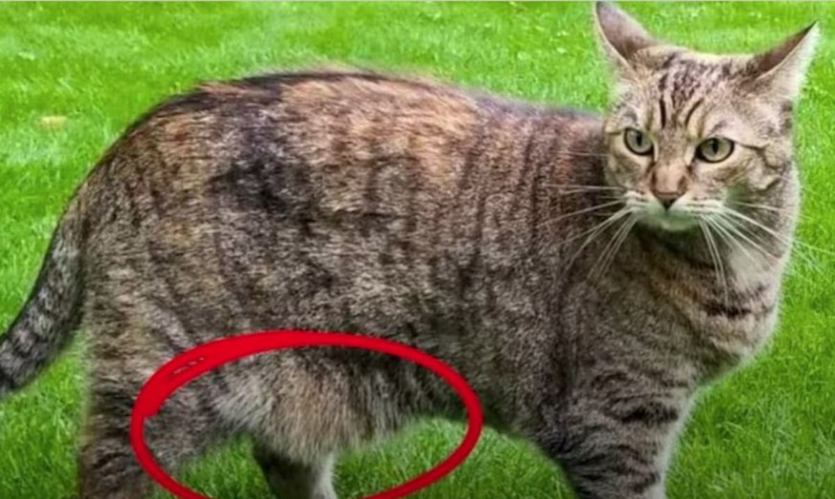 What hangs on the Cat Panza?