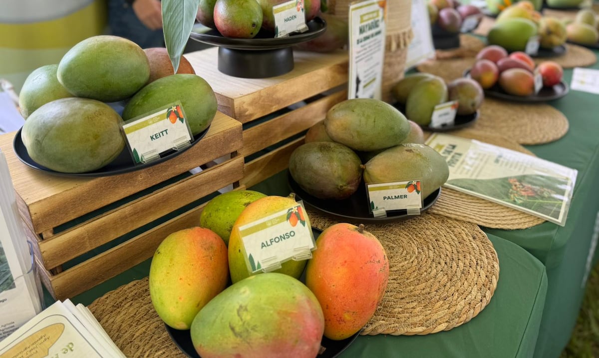 UPR in Mayagüez celebrates the largest collection of varieties in Mangó del Caribe