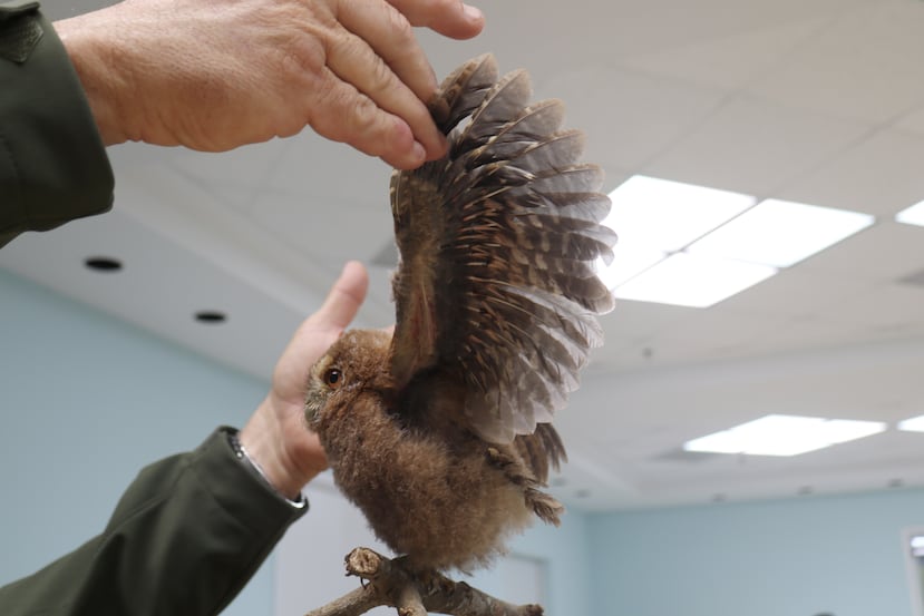 The common múcaro plumage, ideal for a stealthy flight, does not extend to the legs, which gives rise to its name