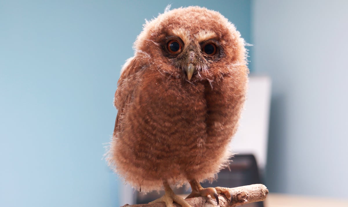 Meet the Puerto Rican owl: the only endemic on the island and is under threat