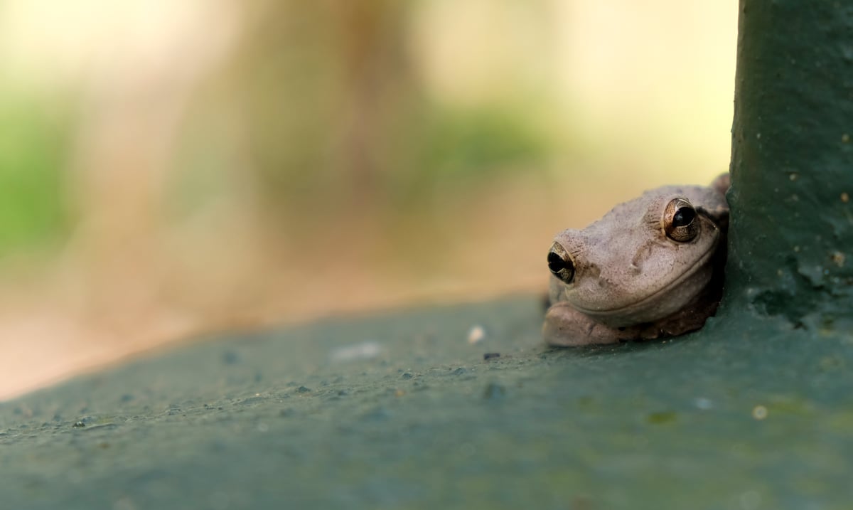 Cuban frogs multiply and threaten native species in Puerto Rico