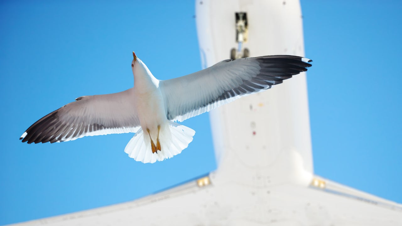Can a flock of birds tear down a plane? A pilot solves the doubt