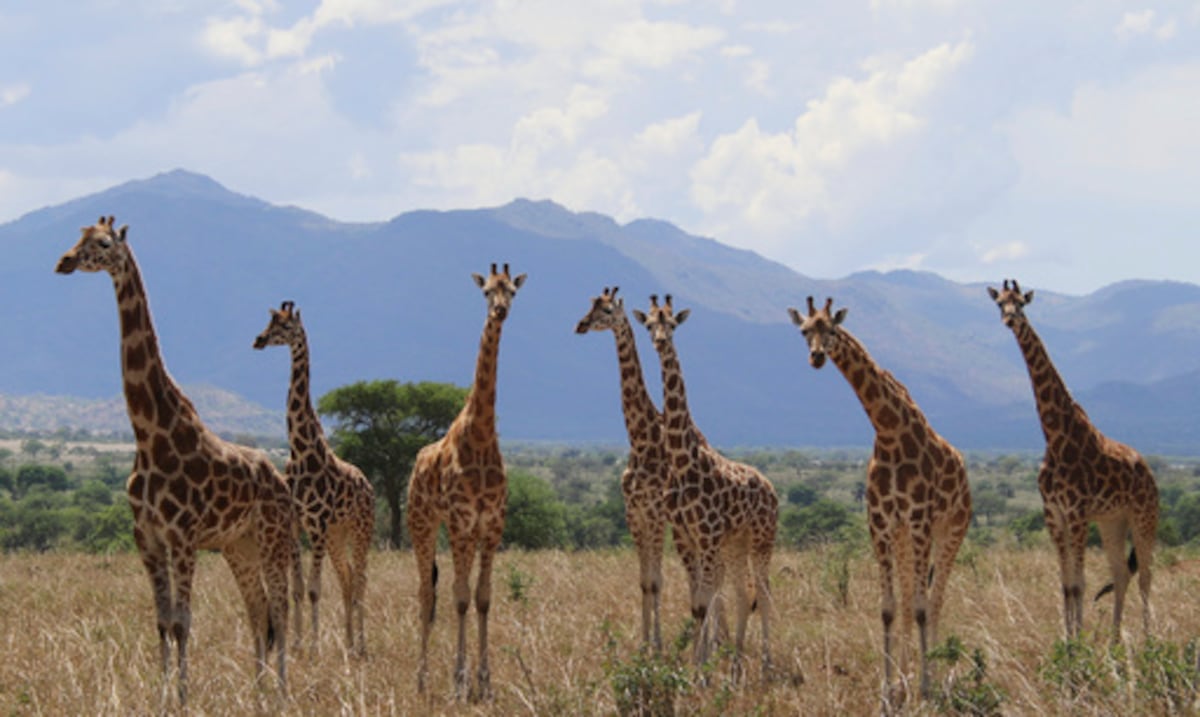 It is not one, but four: new scientific analysis quadruplica the species of giraffes in Africa