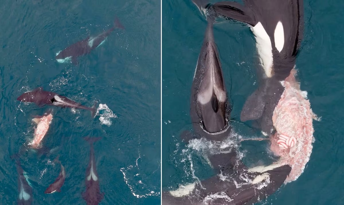 ORCAS attacks on a southern frank whale in Argentina