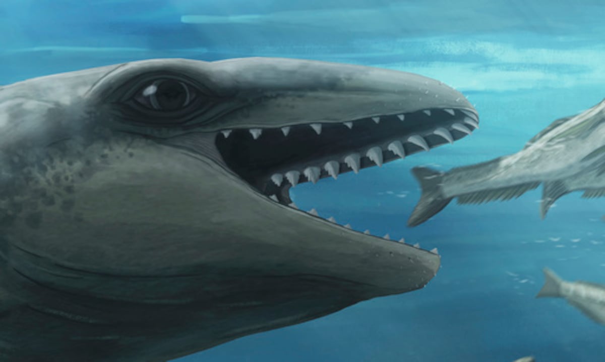 They discover an ancient whale with a pokémon face and predator bite