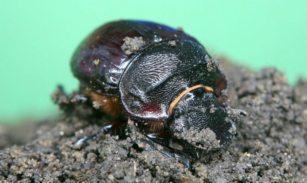 They discover five new species of beetles in the Andes of Peru, Ecuador and Bolivia