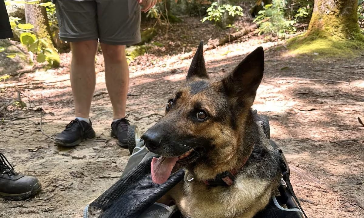 They rescue a dog that was injured in a warm state park of South Carolina