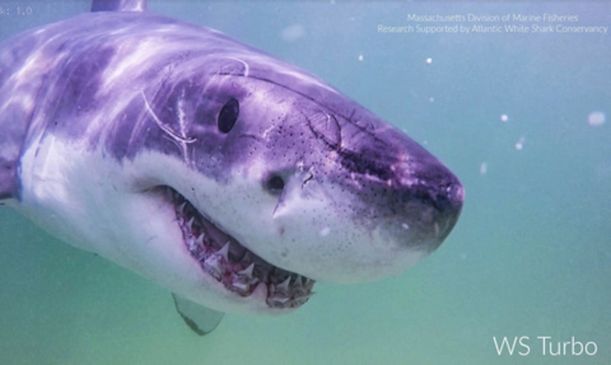 White sharks move north following the seals and alarming the bathers