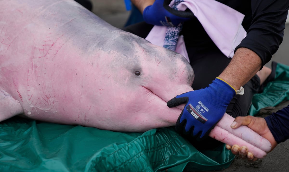 Amazon pink dolphin faces a greater threat to mercury