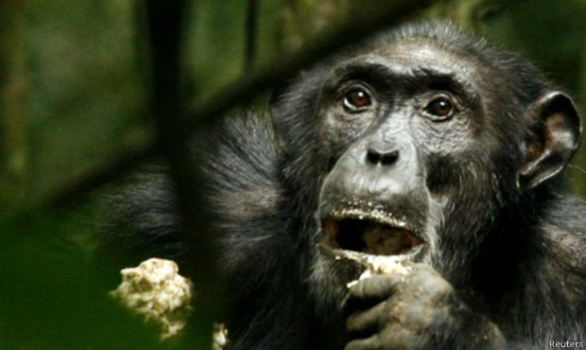 Chimpanzees drink the equivalent of almost two alcoholic beverages per day