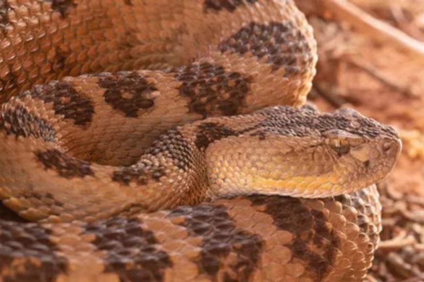 rattlesnake