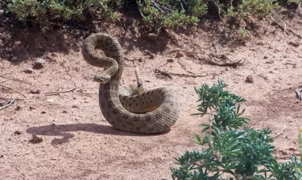 Do you know what it means in Arizona that a rattle snake appears in your home?