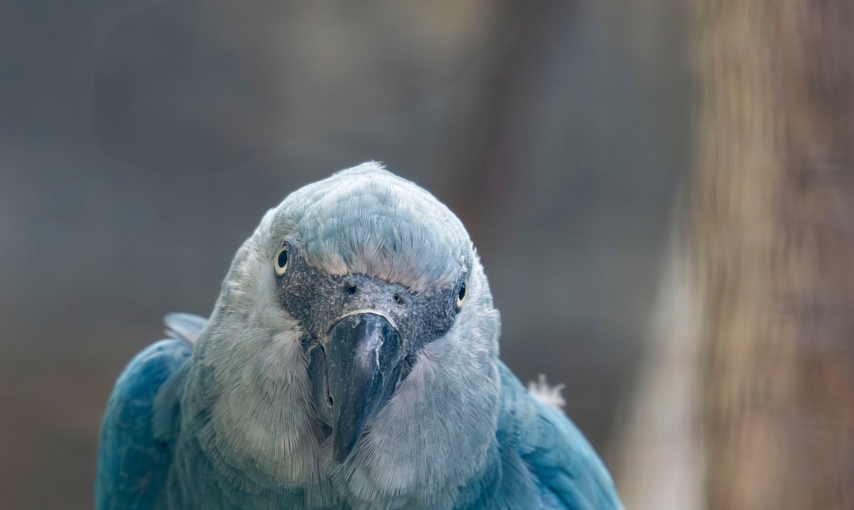 A Blue Guacamayo from Brazil was born in a Belgian zoo, extinct in the wild 25 years ago