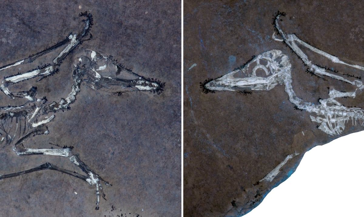 An autopsy of 150 million years reveals how pterosaurs died