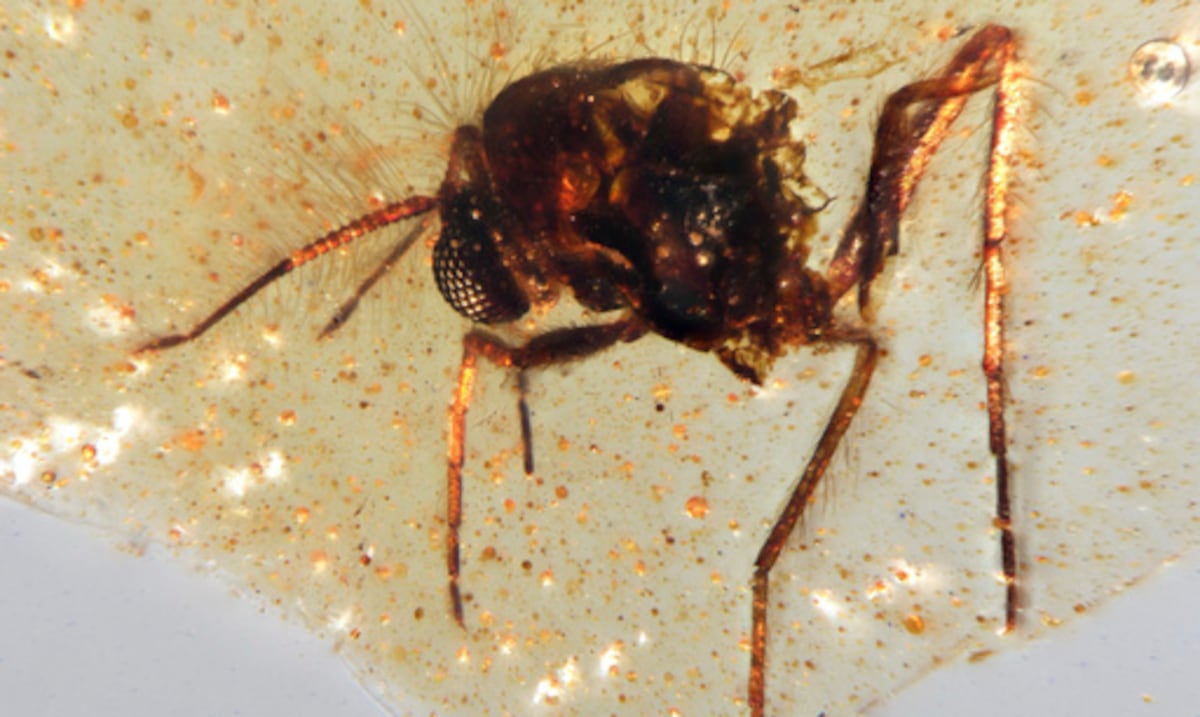 Discovery of insects trapped in Ambar reveals data on the old Amazon jungle