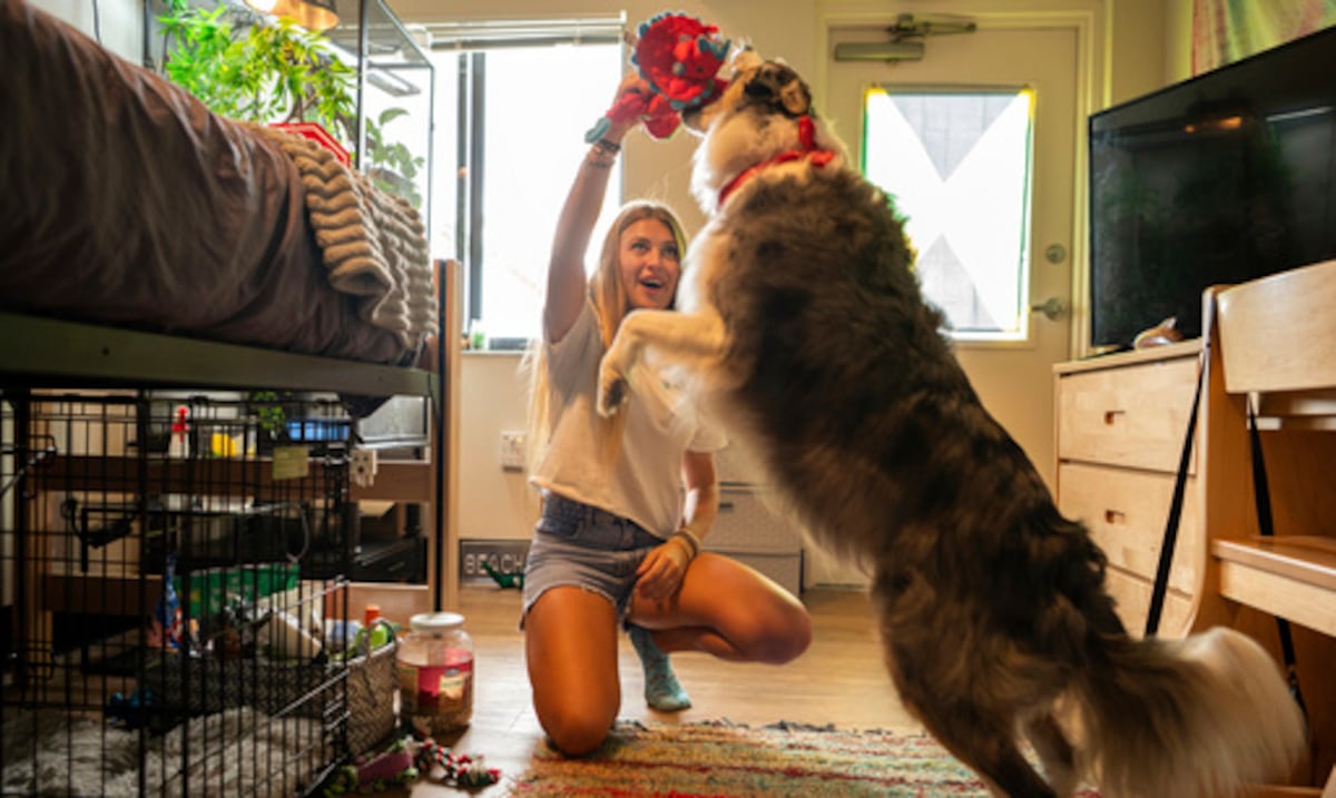 Dogs can classify new objects according to their function and without prior training