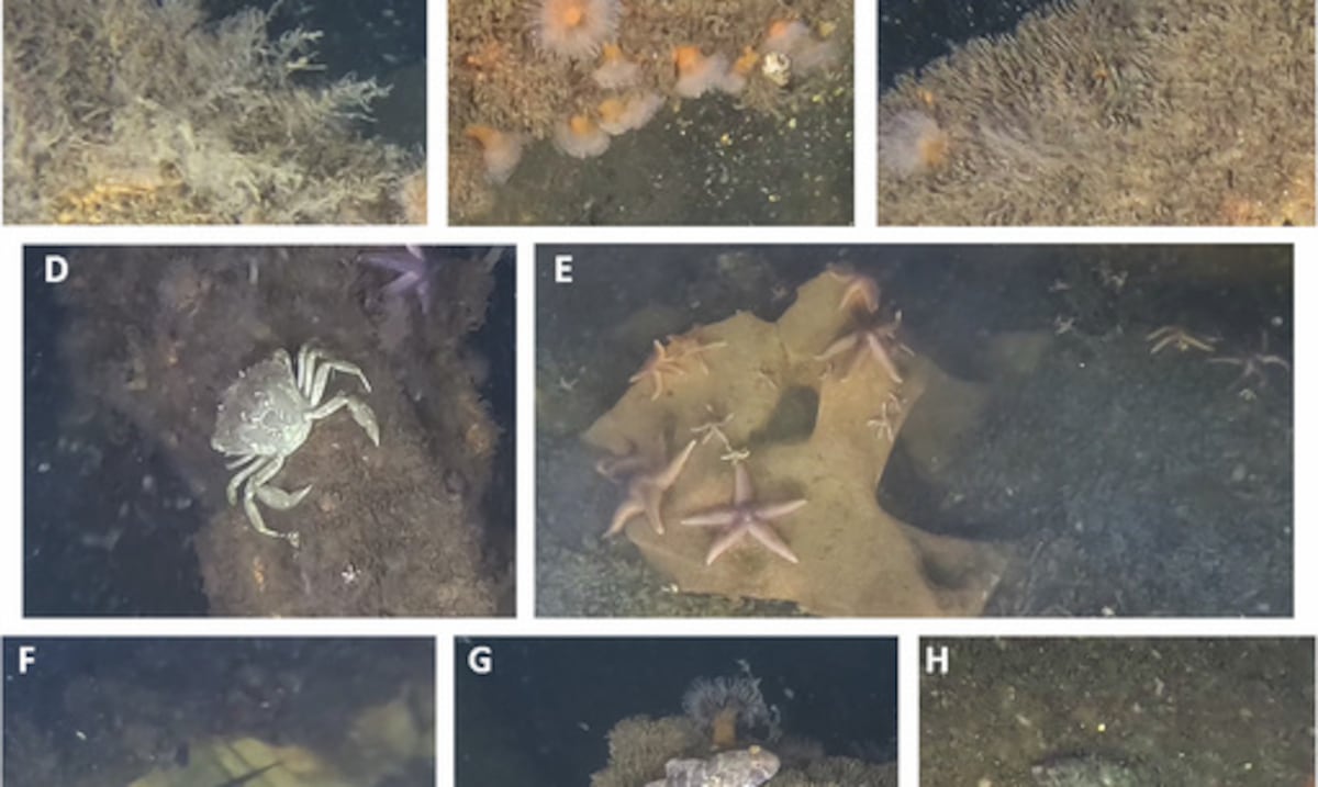 Marine life thrives in explosives of World War II in the Baltic Sea