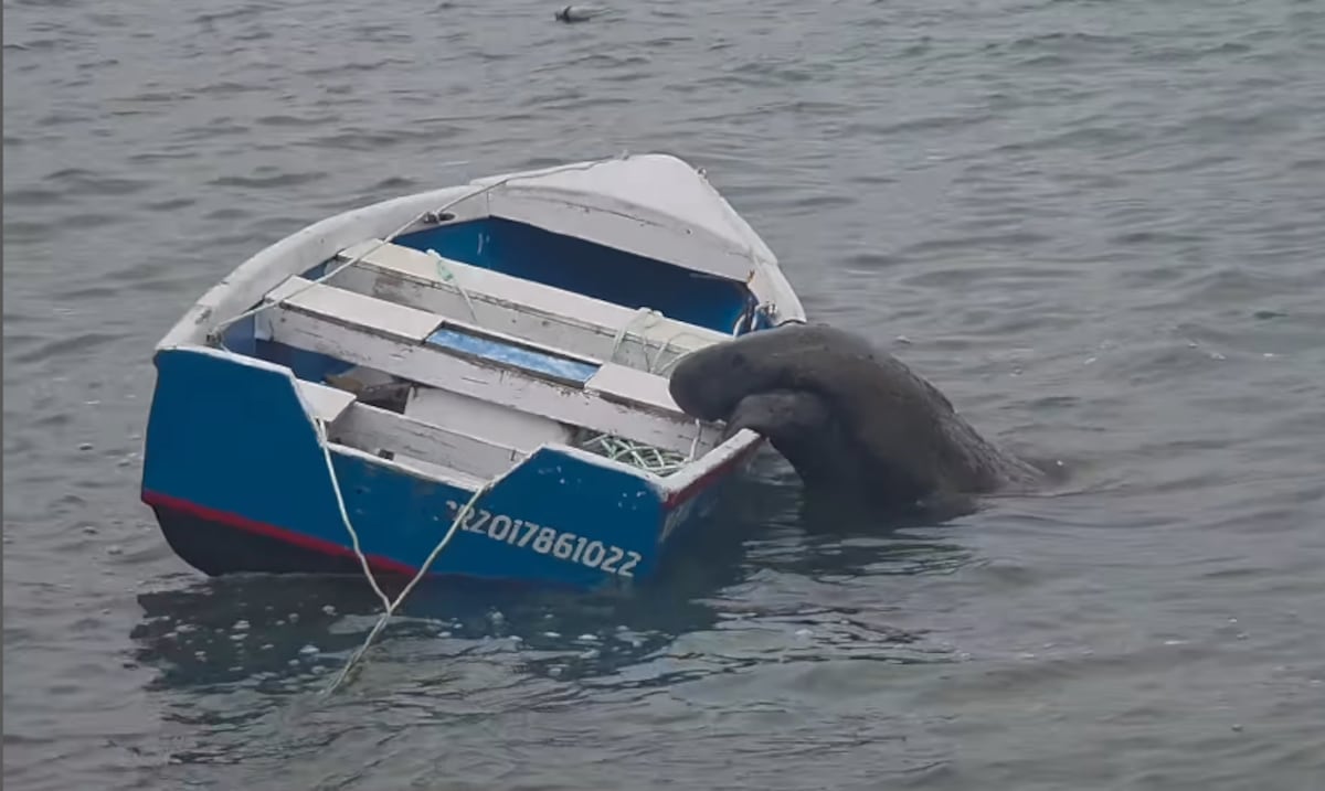 "Moses believes Morsa": they capture the famous manatee making his in Naguabo