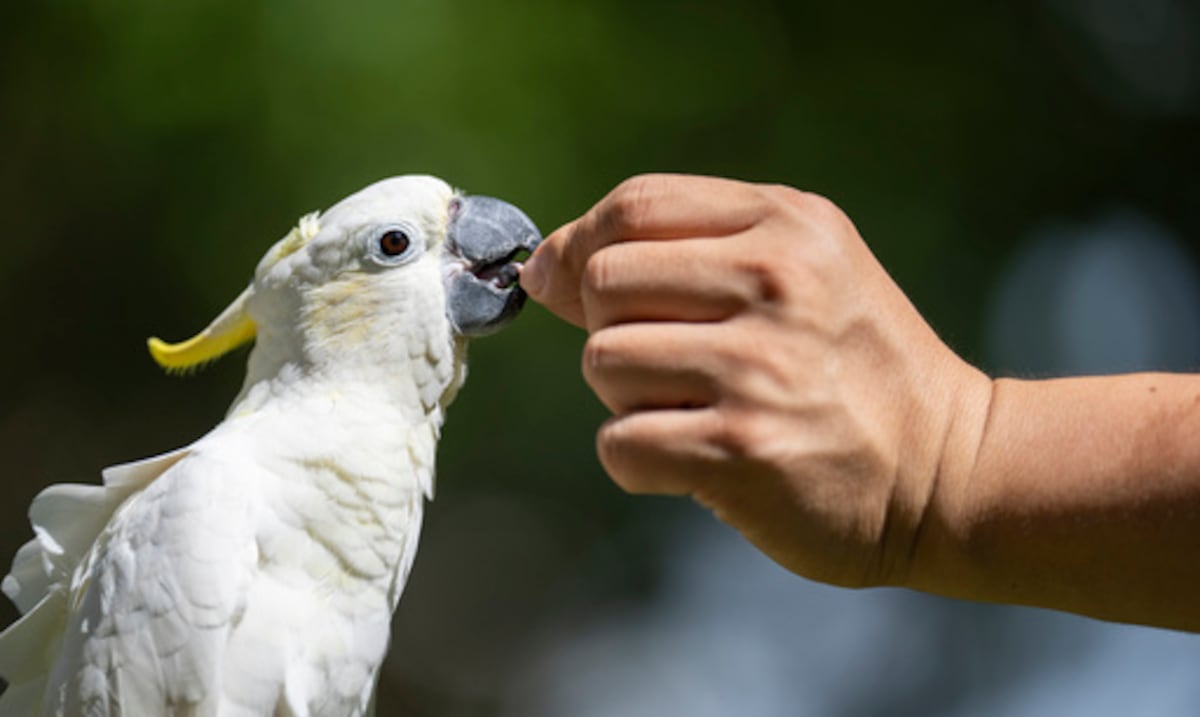 One of the rarest birds in the world finds a sanctuary in Hong Kong