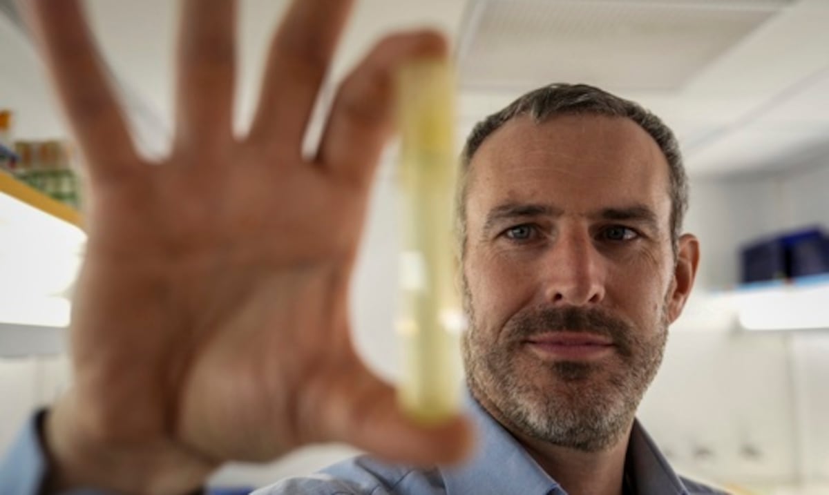 Study: Heating of the seas threatens a key species of phytoplankton that feeds the food network