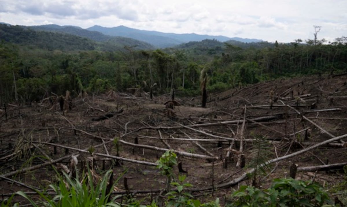 They warn that the weakening of "flying rivers" for loss of trees will make drought worse