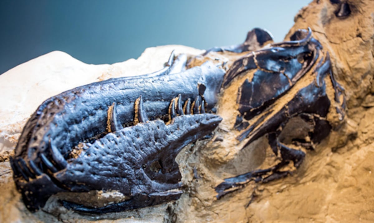 New bones fuel debate over whether a young “T. rex” is a new species of dinosaur