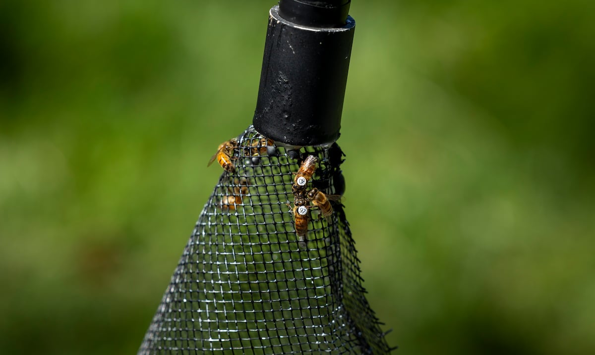 Middle and high school students monitor bees in Río Piedras