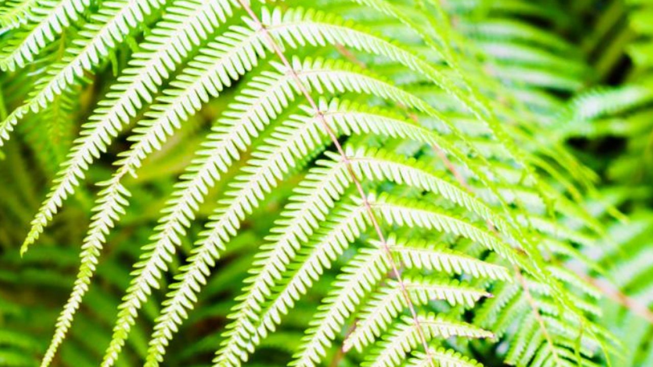 For the first time they obtain rare earth elements from a plant