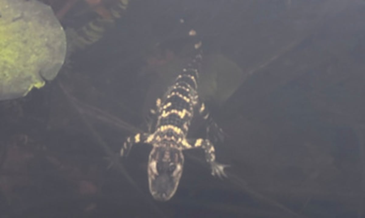 Small alligator rescued in Boston after causing a stir on social networks