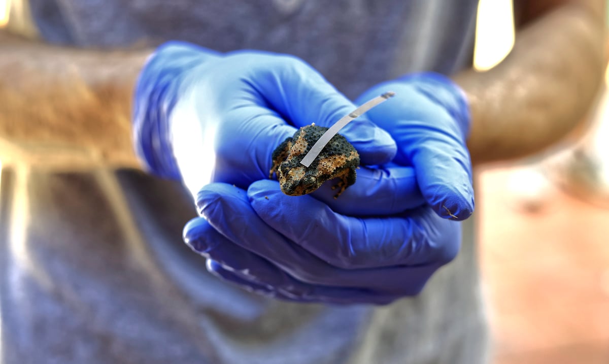 The concho toad challenges the extinction of its species with its world fame alongside Bad Bunny