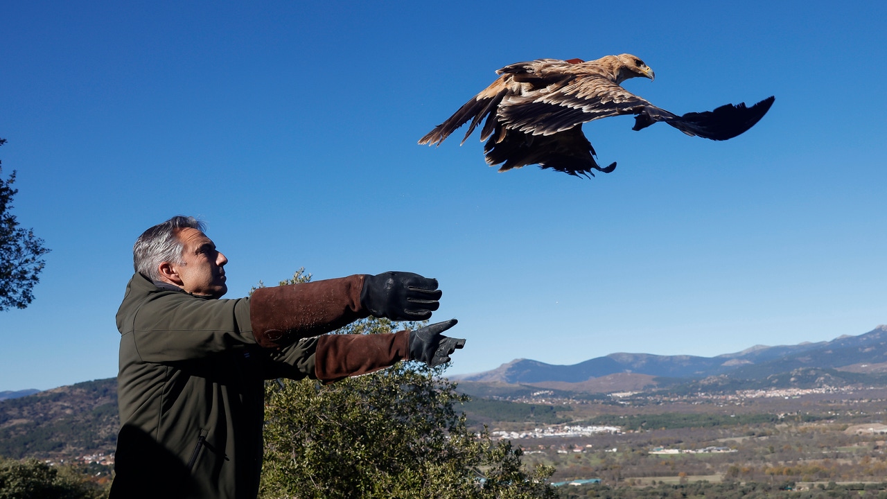 Madrid, a refuge for the Iberian imperial eagle