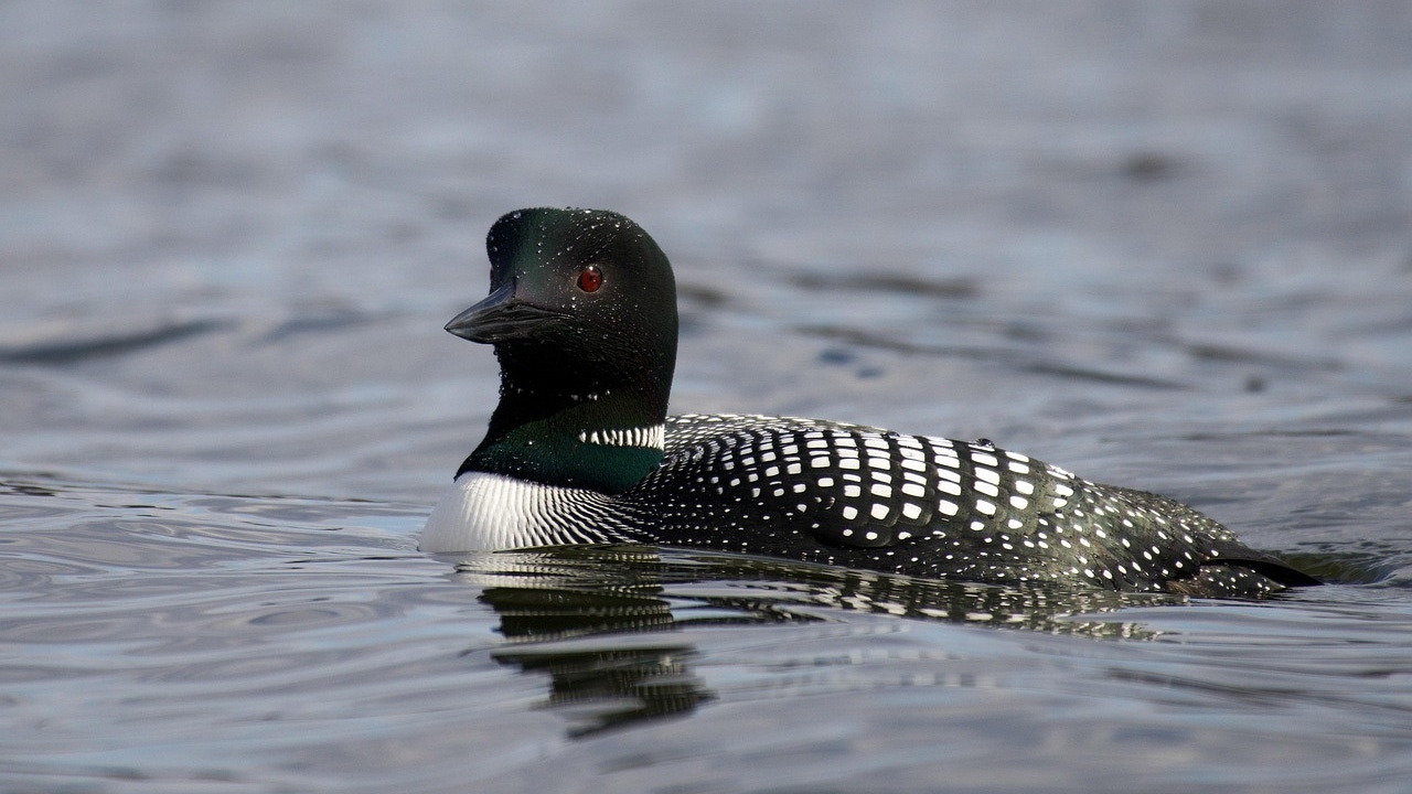 Experts record the increase in the population of an endangered species