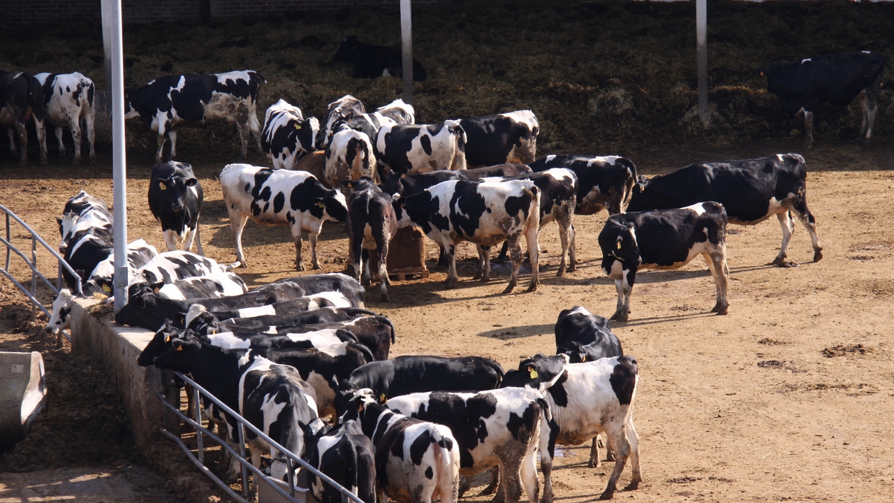 Reduce the environmental footprint of milk, a goal at the beginning of the year