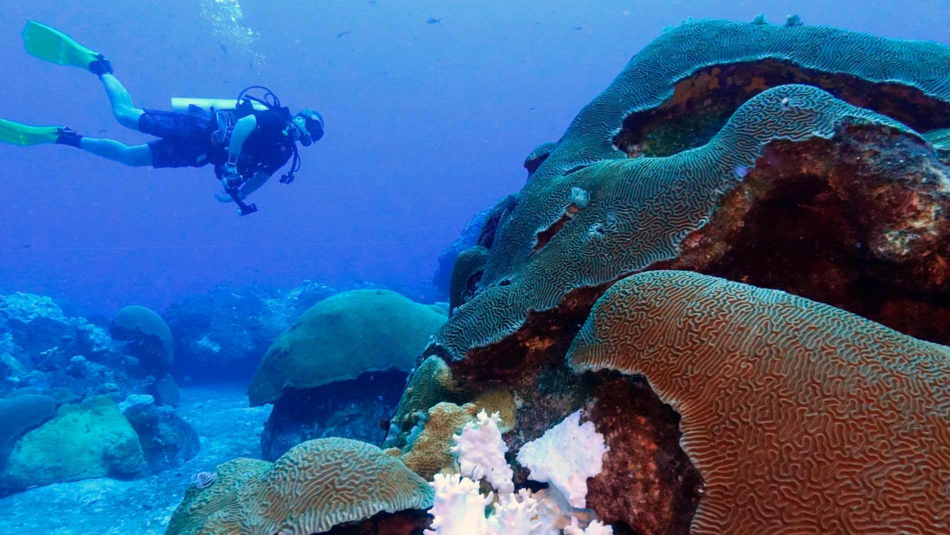 A terrestrial coral farm 'in heat' to save the ocean