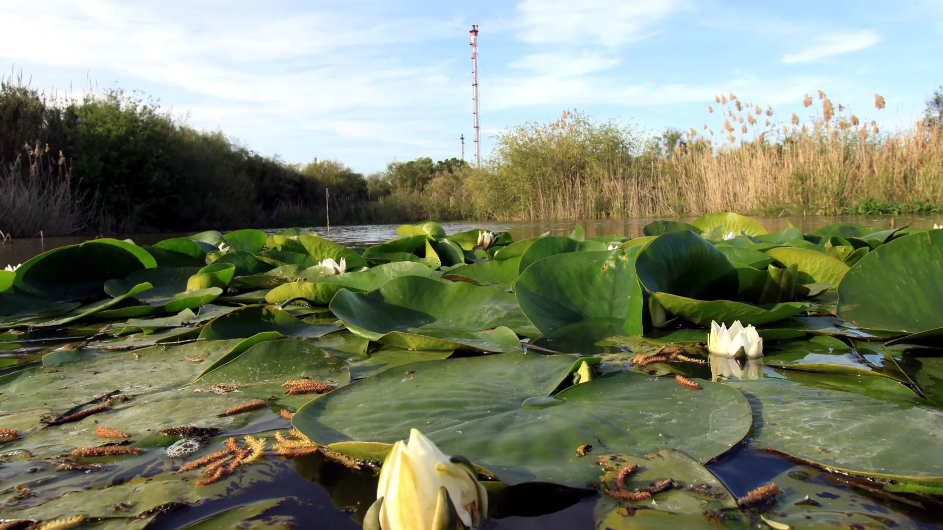 This is how Huelva's wetlands have recovered in a quarter of a century