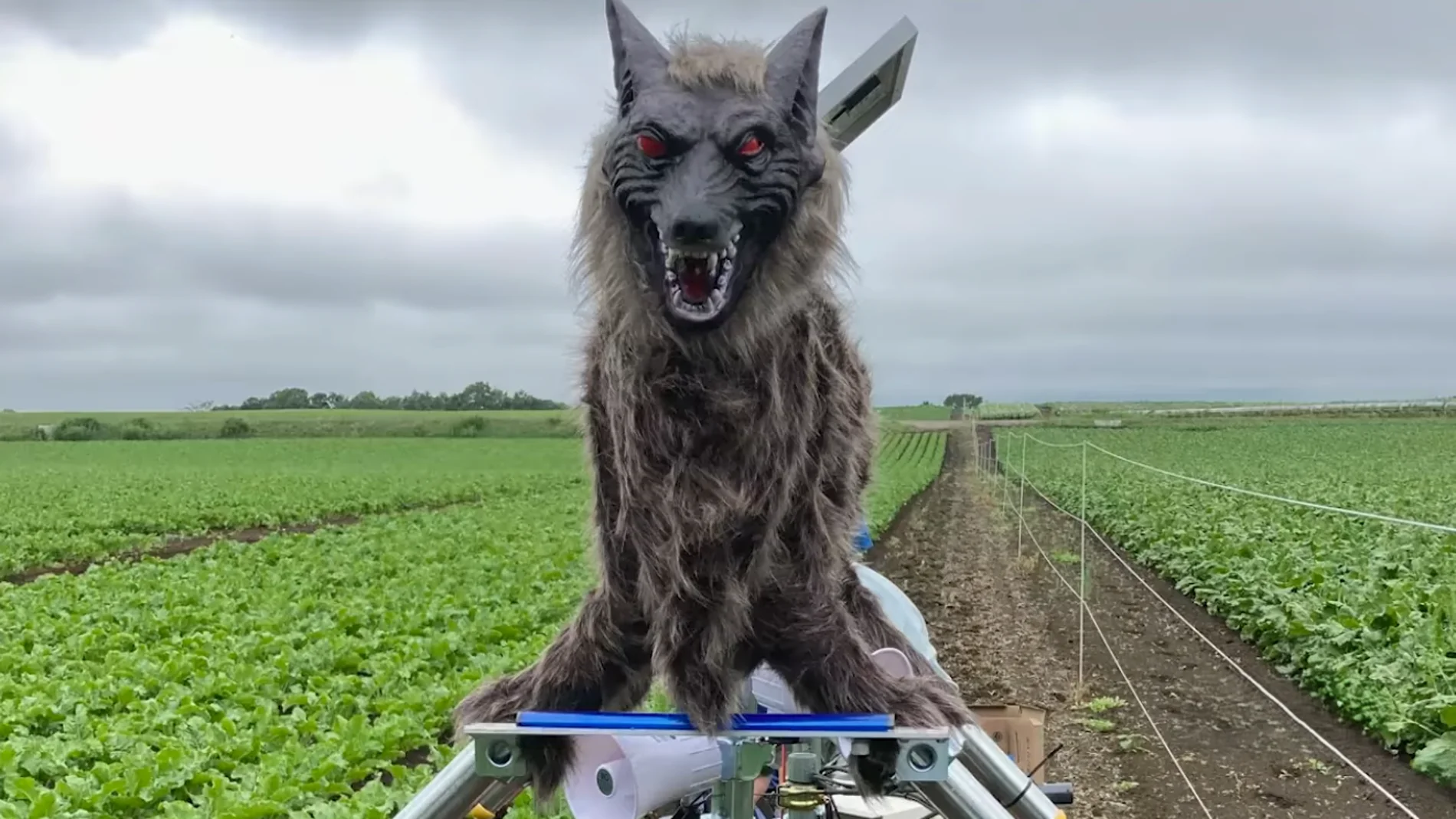 Japan cannot keep up with manufacturing robot wolves to prevent bear attacks on humans