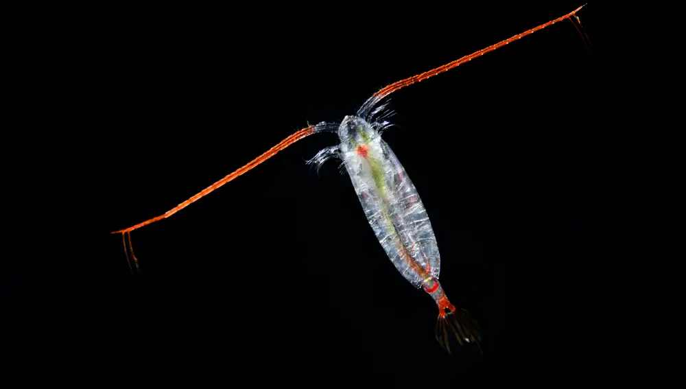 Calanus finmarchicus, a species of copepod crustacean at 200 meters depth