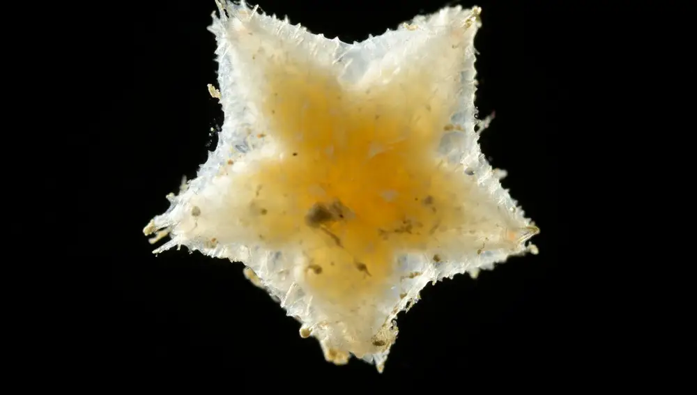 Juvenile starfish from the depths of the North Atlantic