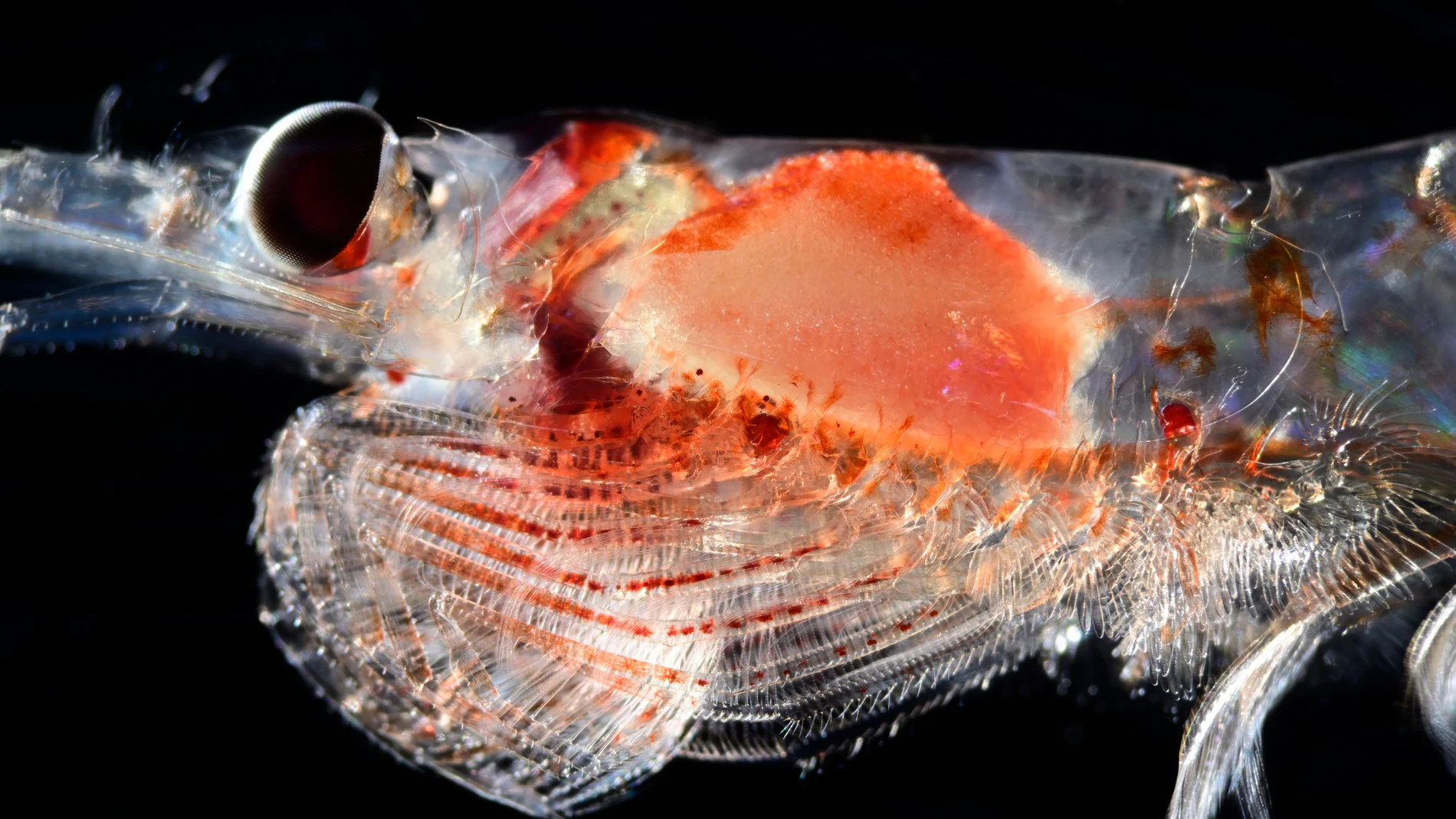 Spanish researchers document the secret life of the Arctic